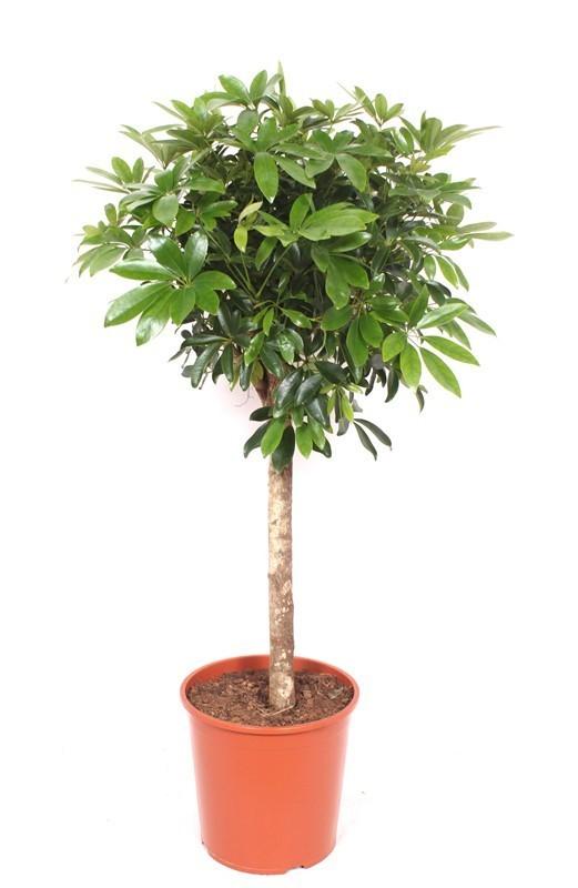 Schefflera på stam (fingerpalm) – Ø30 cm, 150 cm hög
