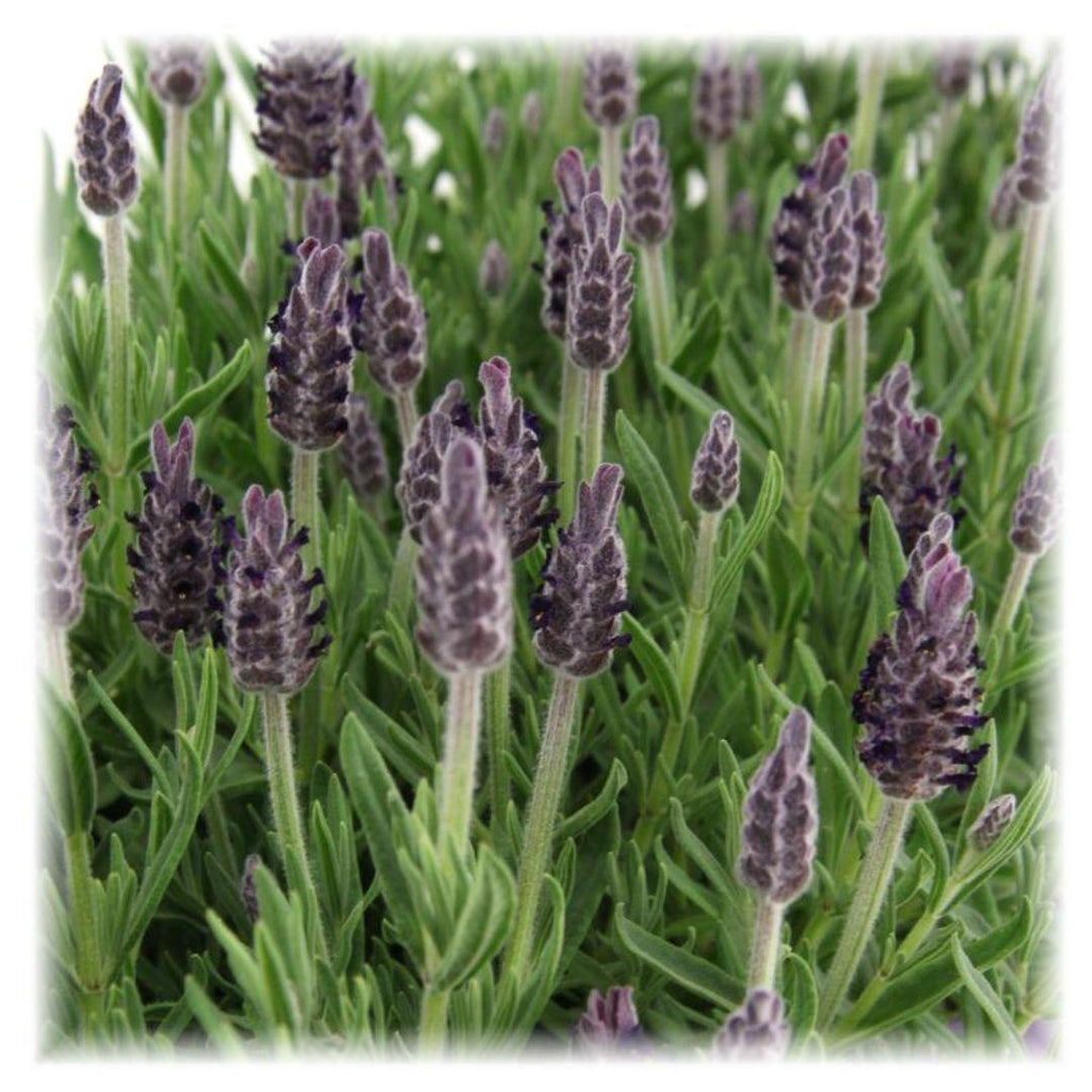 Lavandula stoechas 'Anouk' (lavender) – 6 plants, Ø12 cm, 25 cm high – French lavender – photo 4