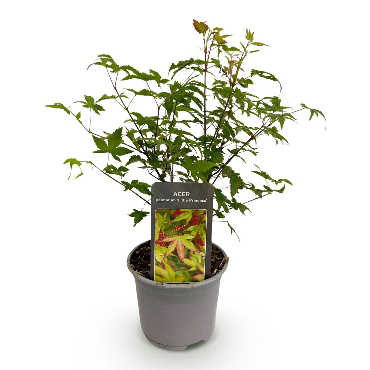 Acer palmatum 'Little Princess' (Japanse esdoorn) – Ø12 cm, 35 cm hoog