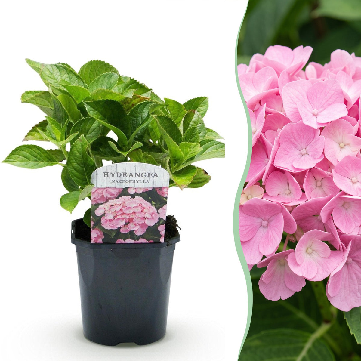 Hydrangea macrophylla (hortensia) – roze – 3 planten, Ø17 cm, 30 cm hoog