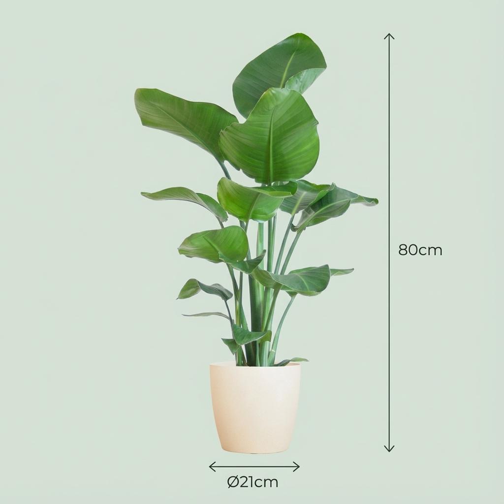 Strelitzia nicolai (weiße Paradiesvogelblume) im dekorativen Topf – Ø 21 cm, 80 cm hoch – weiß