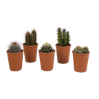 Kaktusmix (Cactaceae) i terrakottakrukke – Ø6 cm, 13 cm høj