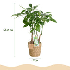 Pachira aquatica multi stam (geldboom) met mand – Ø17 cm, 50–55 cm hoog