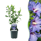 Hibiscus syriacus 'Oiseau Blue' (tropical hibiscus) – blue – Ø17 cm, 45 cm high