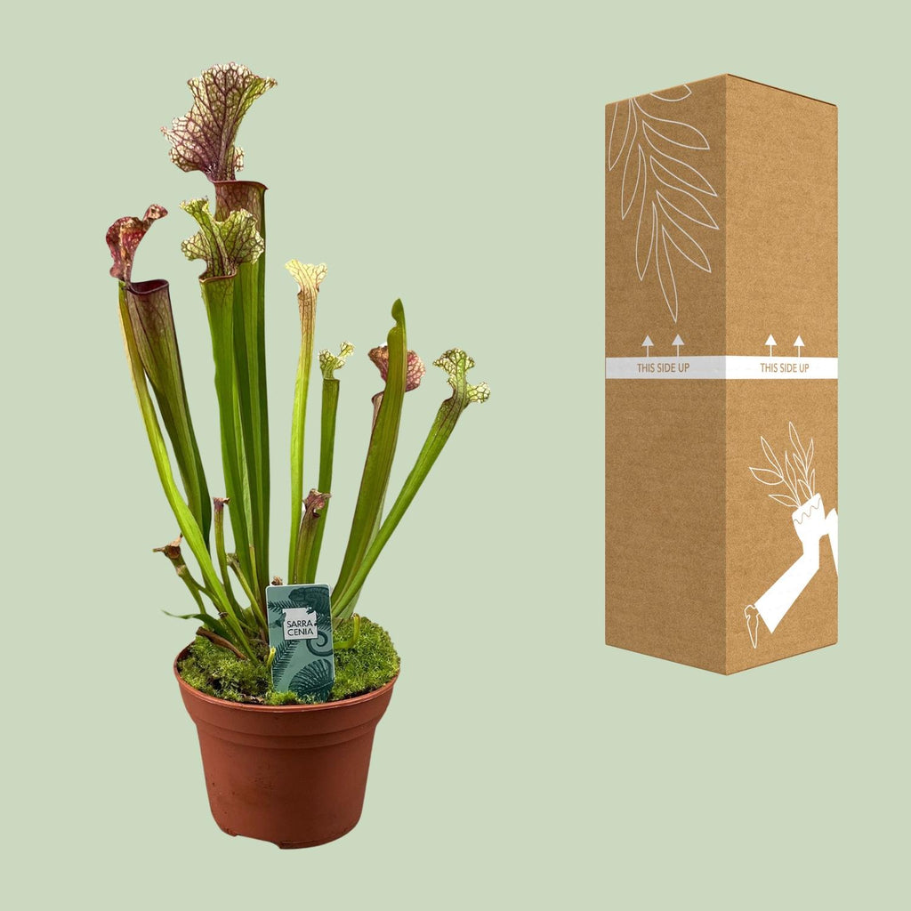 Sarracenia Judith Hindle (plante-trompette) – Ø12 cm, 30 cm de haut – photo 3