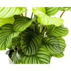 Calathea orbifolia – Ø27 cm, 70–90 cm hoog