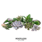 ROOTLESS Echeveria mini mix-kasse – Ø19 cm, 5 cm høj