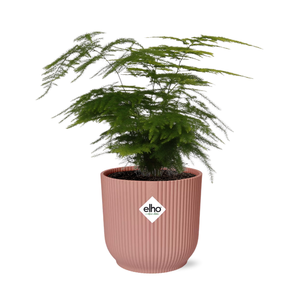 Asparagus Setaceus ‘Plumosus’ in ELHO Vibes Fold 14cm roze (asparagusvaren) – 35 cm hoog