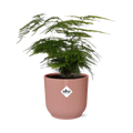 Asparagus Setaceus ‘Plumosus’ in ELHO Vibes Fold 14cm roze (asparagusvaren) – 35 cm hoog