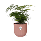 Asparagus Setaceus ‘Plumosus’ in ELHO Vibes Fold 14cm roze (asparagusvaren) – 35 cm hoog