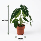 Alocasia Frydek (oreille d'éléphant) – Ø19 cm, 60 cm de haut