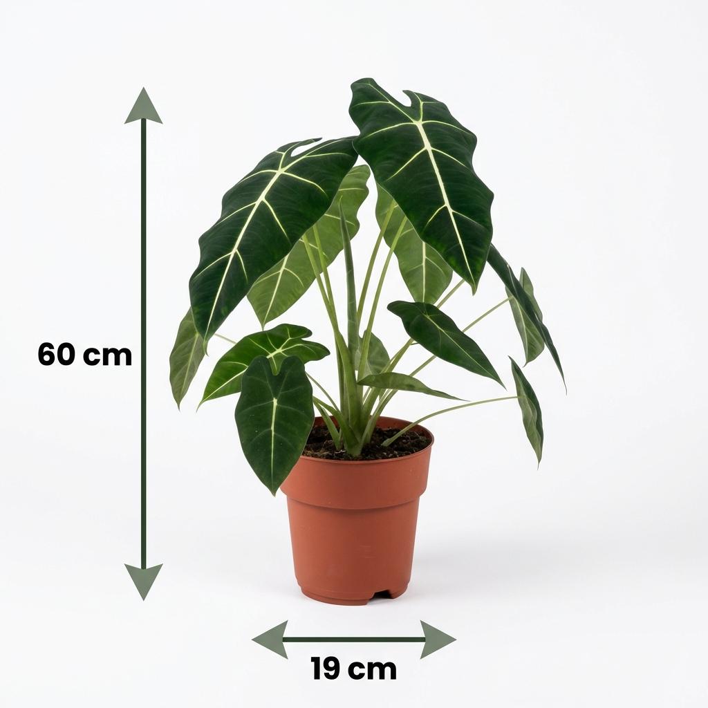 Alocasia Frydek (oreille d'éléphant) – Ø19 cm, 60 cm de haut