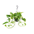 Epipremnum Marble Queen (Scindapsus) – Ø 15 cm, 25 cm hoch – Art. 2882