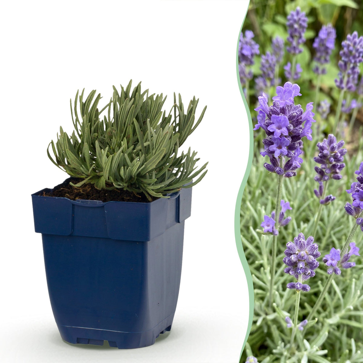 Lavandula angustifolia 'Dwarf Blue' (lavendel) – paars – Ø11 cm, 15–25 cm hoog