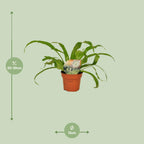 Asplenium Antiquum (fugleredbreg) – Ø12 cm, 30 cm høj