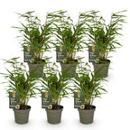 Fargesia rufa (bambou) – 6 plants, Ø14 cm, 35 cm de haut