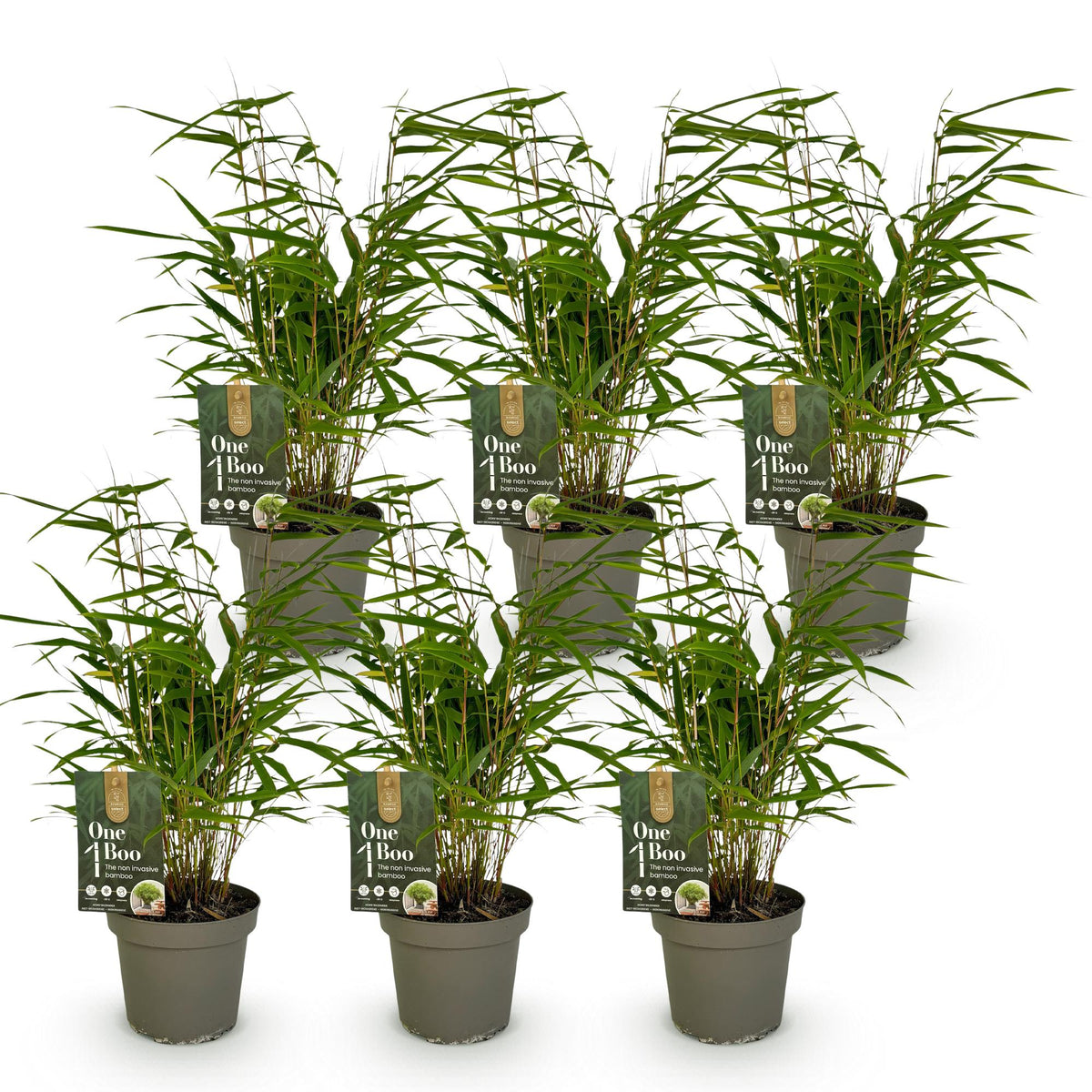 Fargesia rufa (bambou) – 6 plants, Ø14 cm, 35 cm de haut – photo 2