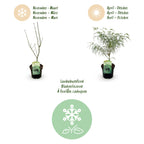 Acer palmatum 'Koto-no-ito' (Japanse esdoorn) – Ø19 cm, 70 cm hoog