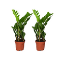 2× Zamioculcas zamiifolia (ZZ-plante) – Ø12 cm, 40 cm høj