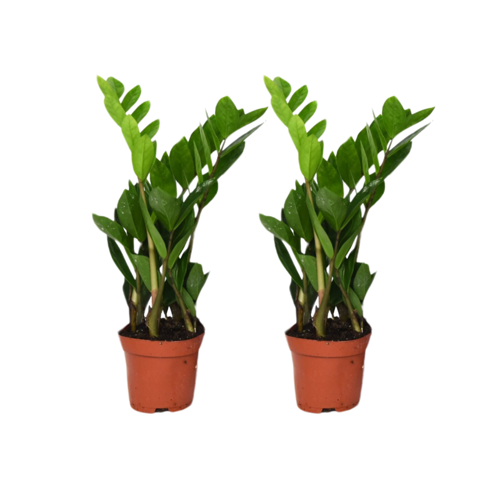 2× Zamioculcas zamiifolia (ZZ-plante) – Ø12 cm, 40 cm høj