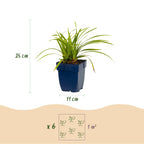 Carex morrowii 'Ice Dance' (Japanese sedge) – 24 plants, Ø11 cm, 15–25 cm high