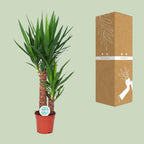 Yucca – Ø 17 cm, 80 cm hoch