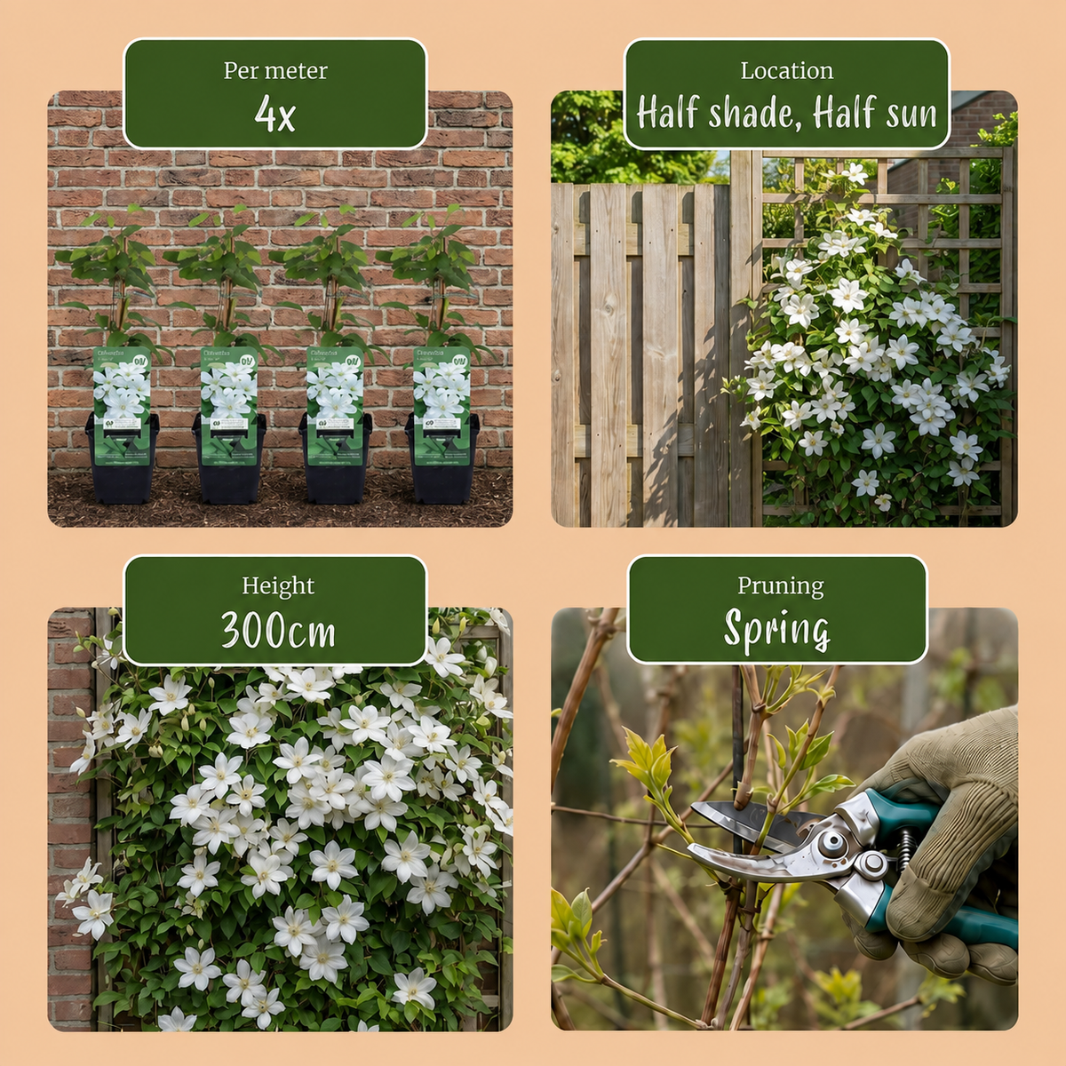 Clematis 'Jackmanii Huldine' (bosrank) – wit – 2 planten, Ø9 cm, 35 cm hoog