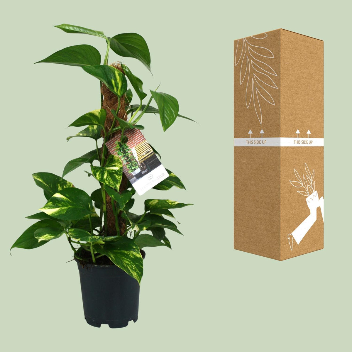Scindapsus Epipremnum – Ø15 cm, 50 cm hoog