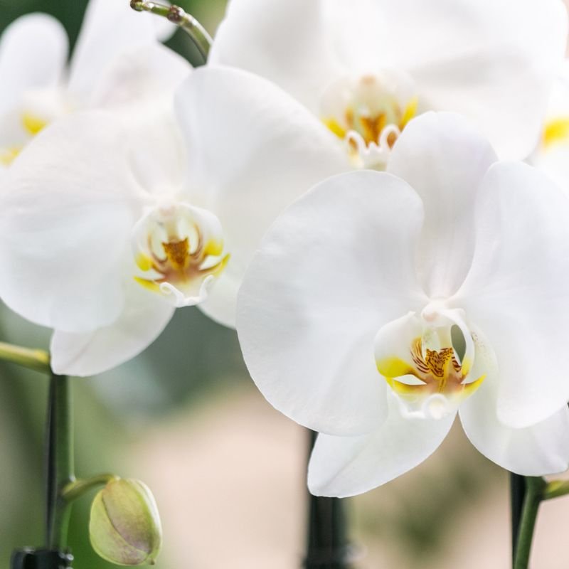 Phalaenopsis 'Niagara Falls' hvid (orkidé) i Horizon-pottedplantepot hvid – Ø12 cm, 52 cm høj