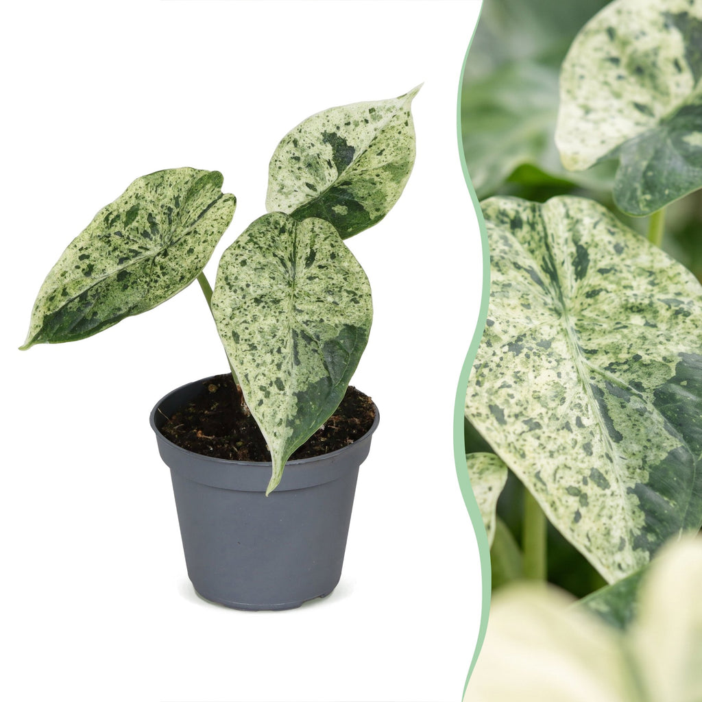 Alocasia Dragon Scale Mint Variegata (elefantøre) – Ø6 cm, 12 cm høj