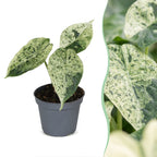 Alocasia Dragon Scale Mint Variegata (elefantøre) – Ø6 cm, 12 cm høj