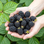 Rubus 'Black Satin' (Brombeere) – 3 Pflanzen, Ø9 cm, 35 cm hoch