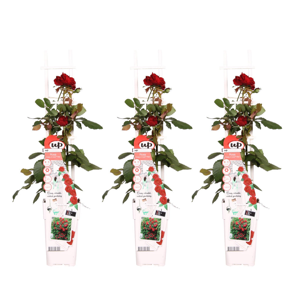 Rosa 'Crazy' (rose) – 3 plants, Ø15 cm, 65 cm high – art. 7686
