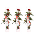 Rosa 'Crazy' (rose) – 3 plants, Ø15 cm, 65 cm high – art. 7686