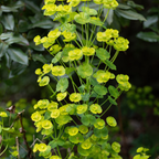 Euphorbia amygdal. 'Robbiae' (Wolfsmilch) – 6 Pflanzen, Ø9 cm, 10–25 cm hoch