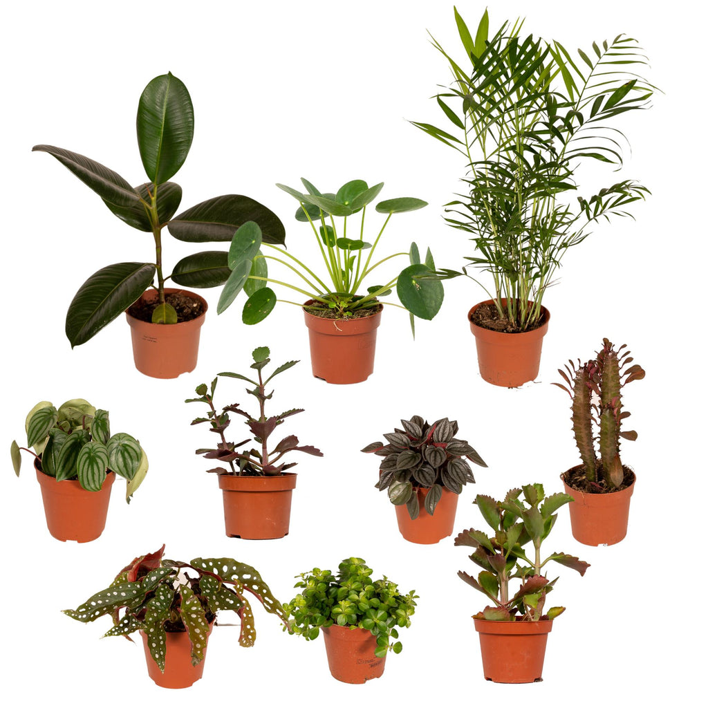 10× Plantenmix – Ø12 cm, 30 cm hoog