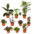 10× Plantenmix – Ø12 cm, 30 cm hoog