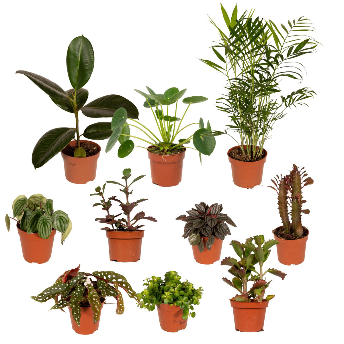 10× Plantenmix – Ø12 cm, 30 cm hoog