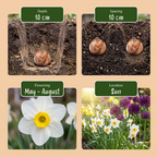 Lot de bulbes Jardin sec – 70 bulbes (calibre 10/12)