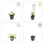 Salvia nemorosa 'Mainacht' (sage) – 60 plants, Ø9 cm, 10–25 cm high