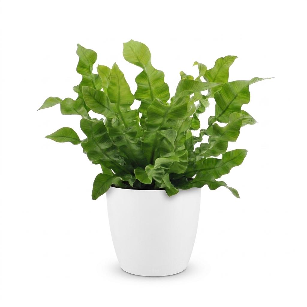 Asplenium Crispy Wave (fougère nid d'oiseau) en pot de décoration blanc – Ø12 cm, 30 cm de haut