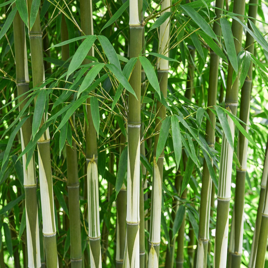 Fargesia robusta 'Pingwu' (bamboo) – 6 plants, Ø14 cm, 35 cm high – photo 4