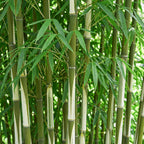 Fargesia robusta 'Pingwu' (bamboo) – 6 plants, Ø14 cm, 35 cm high