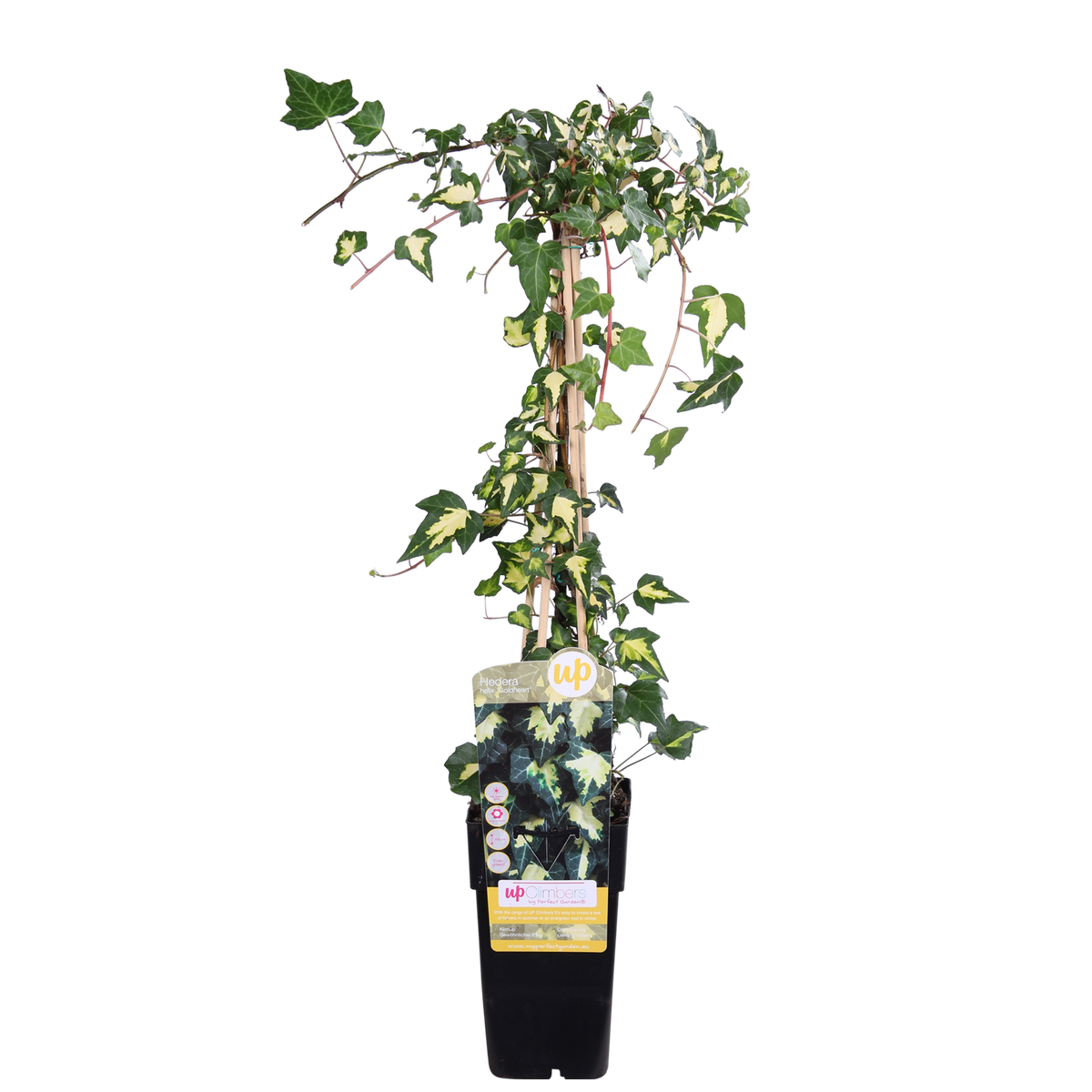 Hedera colchica 'Dentata Variegata' (klimop) – Ø15 cm, 65 cm hoog