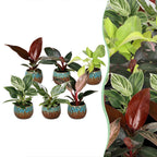 6× Baby Philodendron Family inkl. Copper Reef – Ø6 cm, 10–15 cm høj