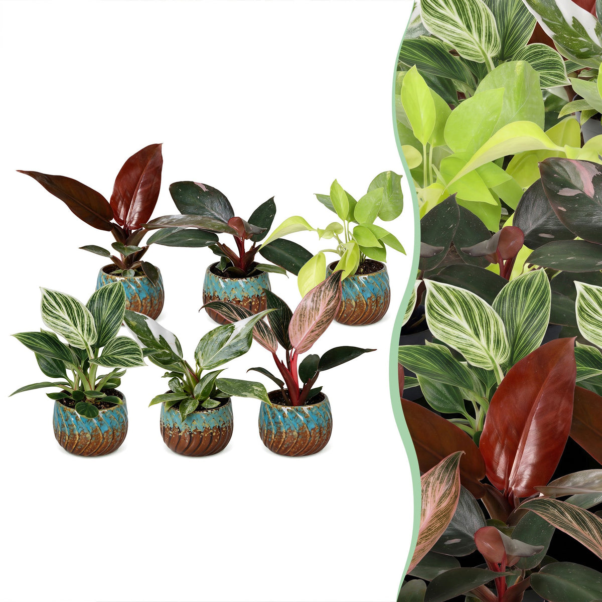 6× Baby Philodendron Family inkl. Copper Reef – Ø6 cm, 10–15 cm høj