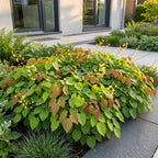 Epimedium perralch. 'Frohnleiten' (polystichum) – jaune – 12 plantes, Ø11 cm, 15–25 cm de haut