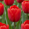 Tulpe 'Triumph Red' – 120 Blumenzwiebeln (Zwiebelgröße 11/12)