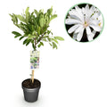 Magnolia stellata auf Stamm – Ø 19 cm, 90 cm hoch