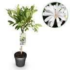 Magnolia stellata auf Stamm – Ø 19 cm, 90 cm hoch